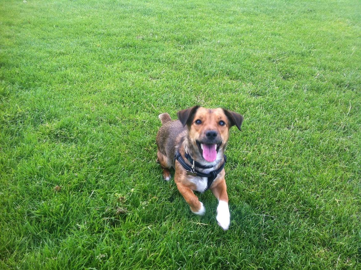 Blanding af racer Thea. - Thea. billede 5