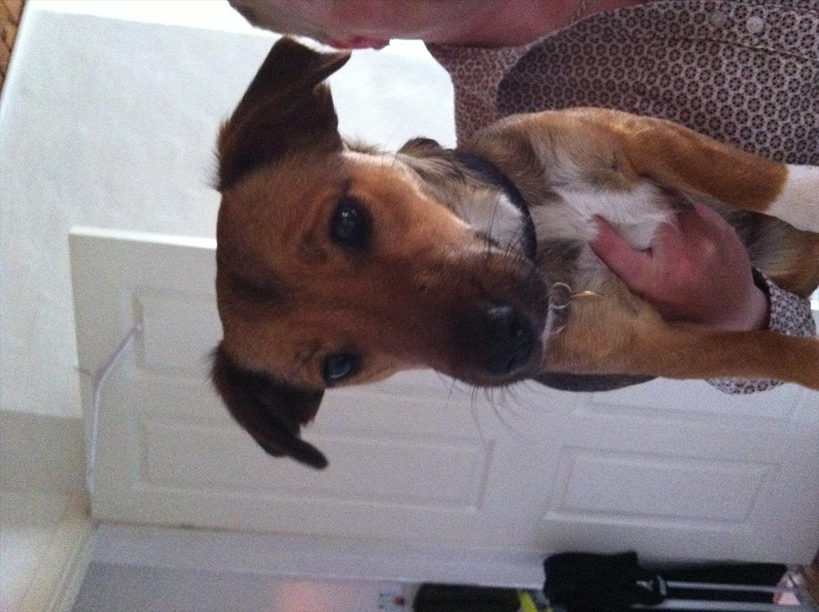 Blanding af racer Thea. - Thea. billede 6