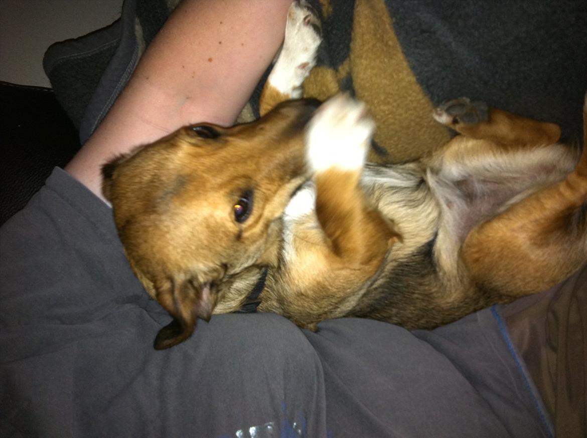 Blanding af racer Thea. - Der puttes :-) Thea & Charlotte. billede 7