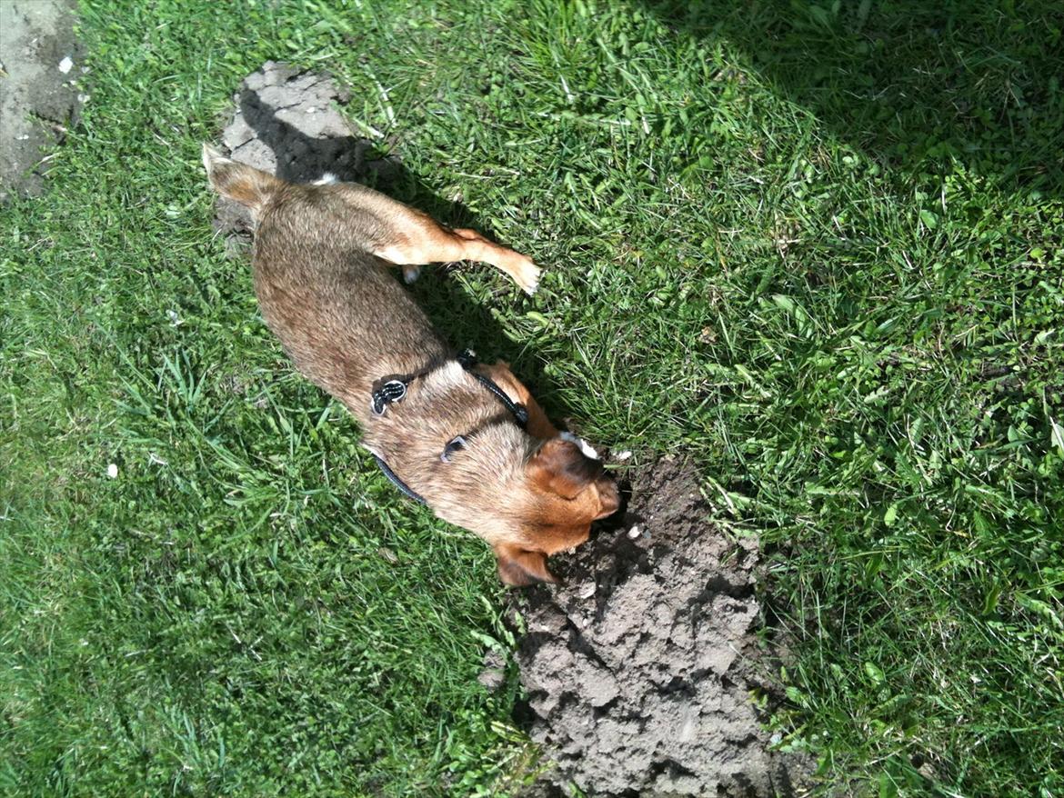 Blanding af racer Thea. - Der graves :-) billede 8