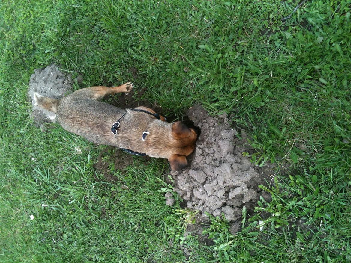 Blanding af racer Thea. - Der graves lidt mere :-) billede 9