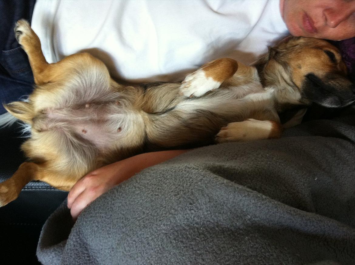 Blanding af racer Thea. - Der puttes igen :-) Thea & Charlotte.  billede 10