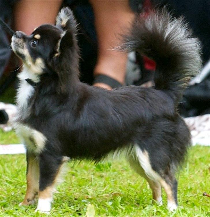 Chihuahua Benji - (Basse) - Benji KSS Grenå juli 2011 billede 1