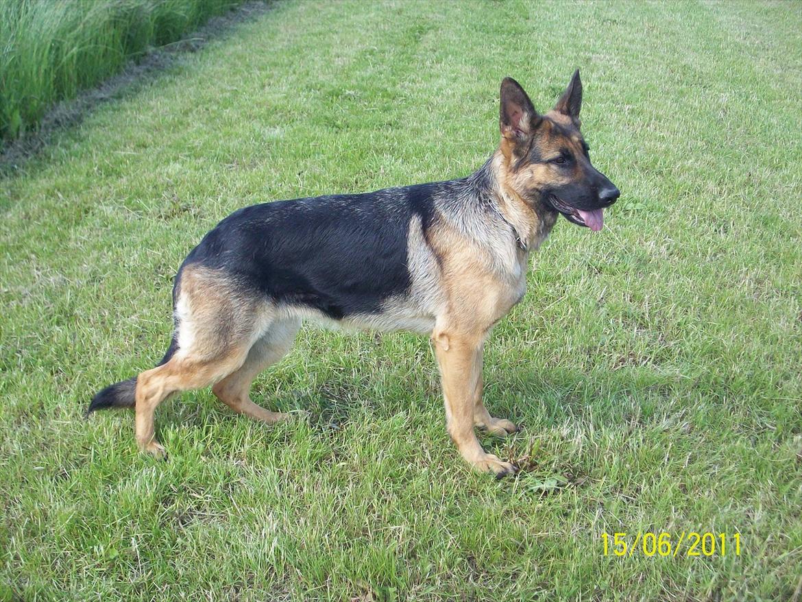 Schæferhund Celine billede 1