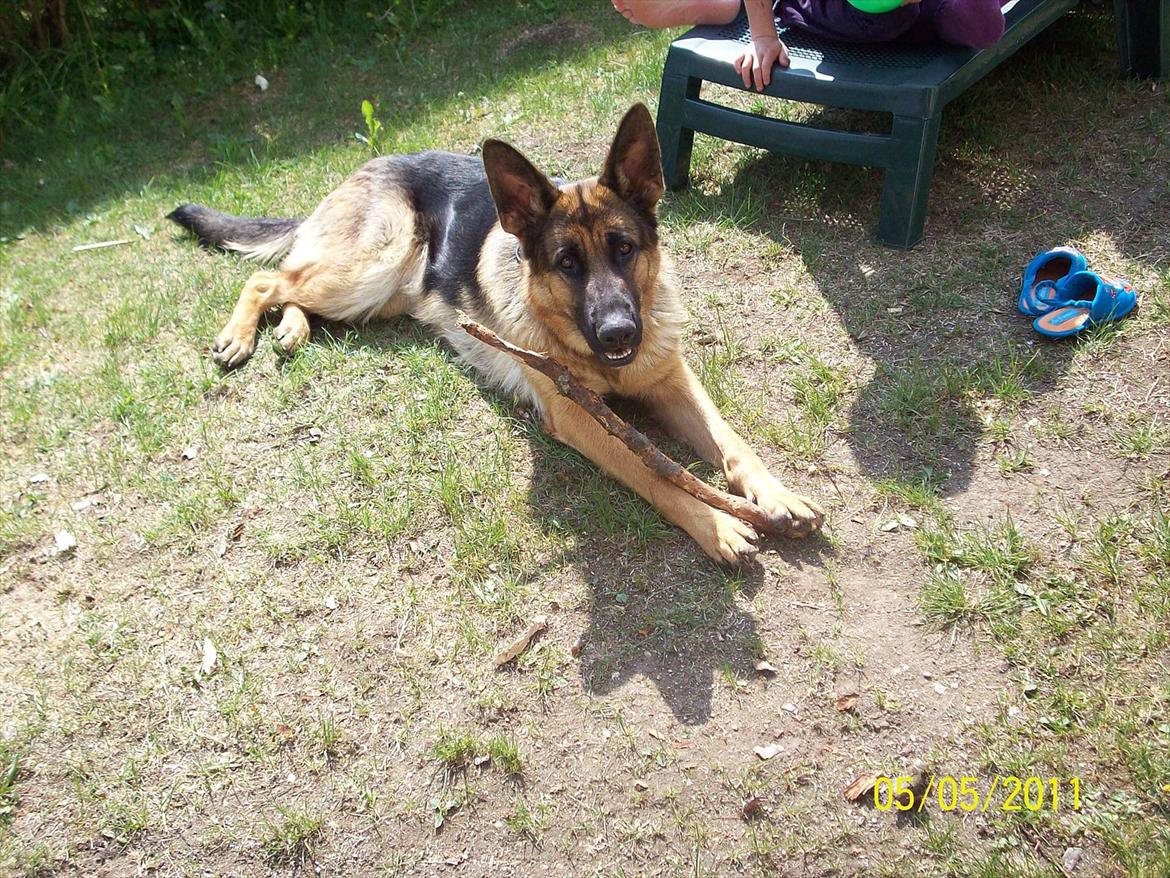 Schæferhund Celine billede 2