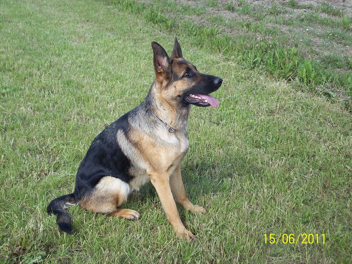 Schæferhund Celine billede 3