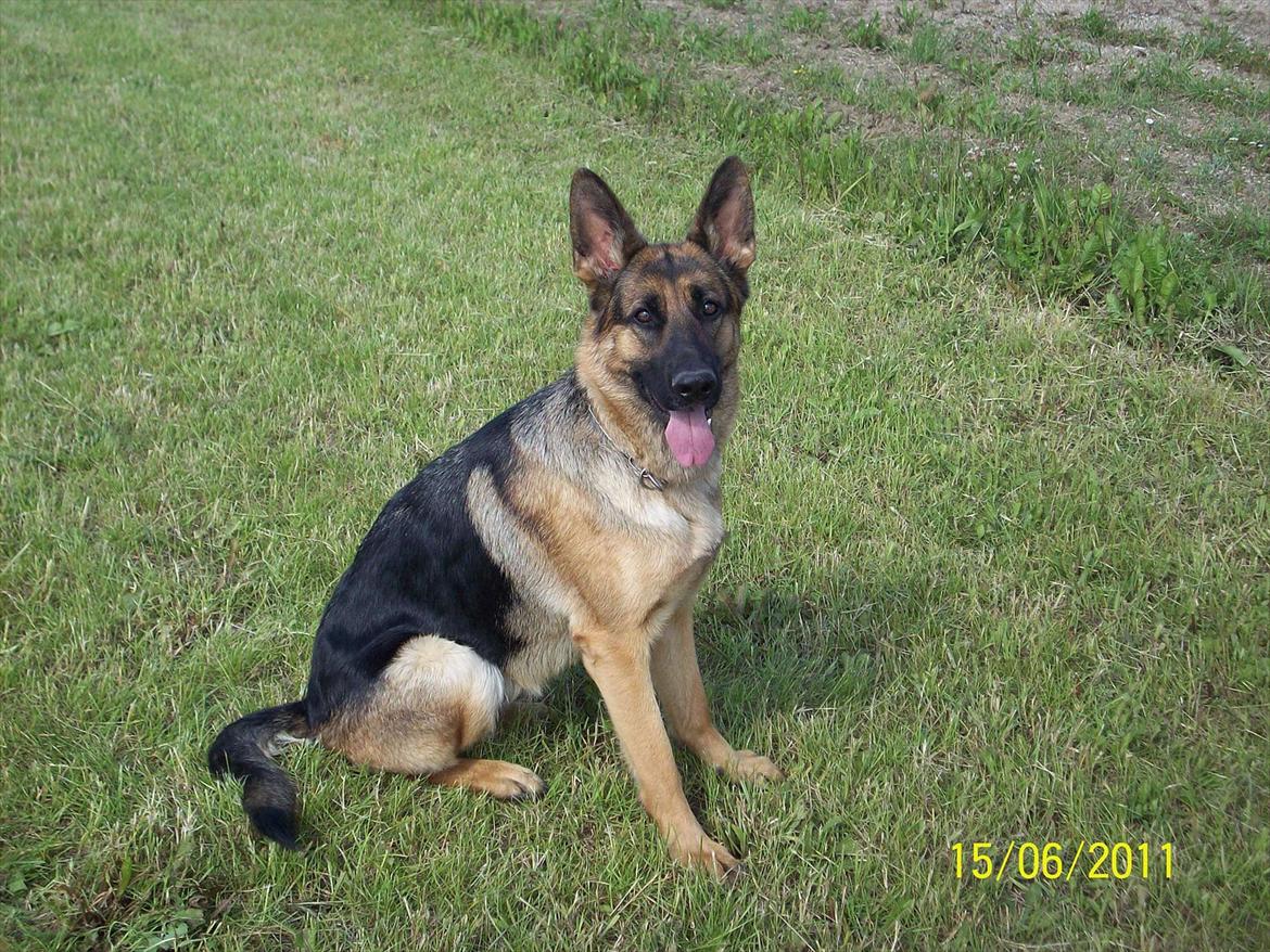 Schæferhund Celine billede 4