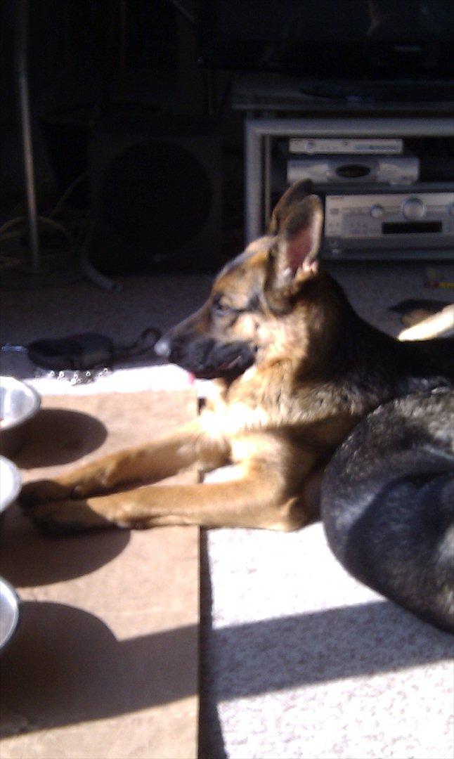 Schæferhund Celine billede 5