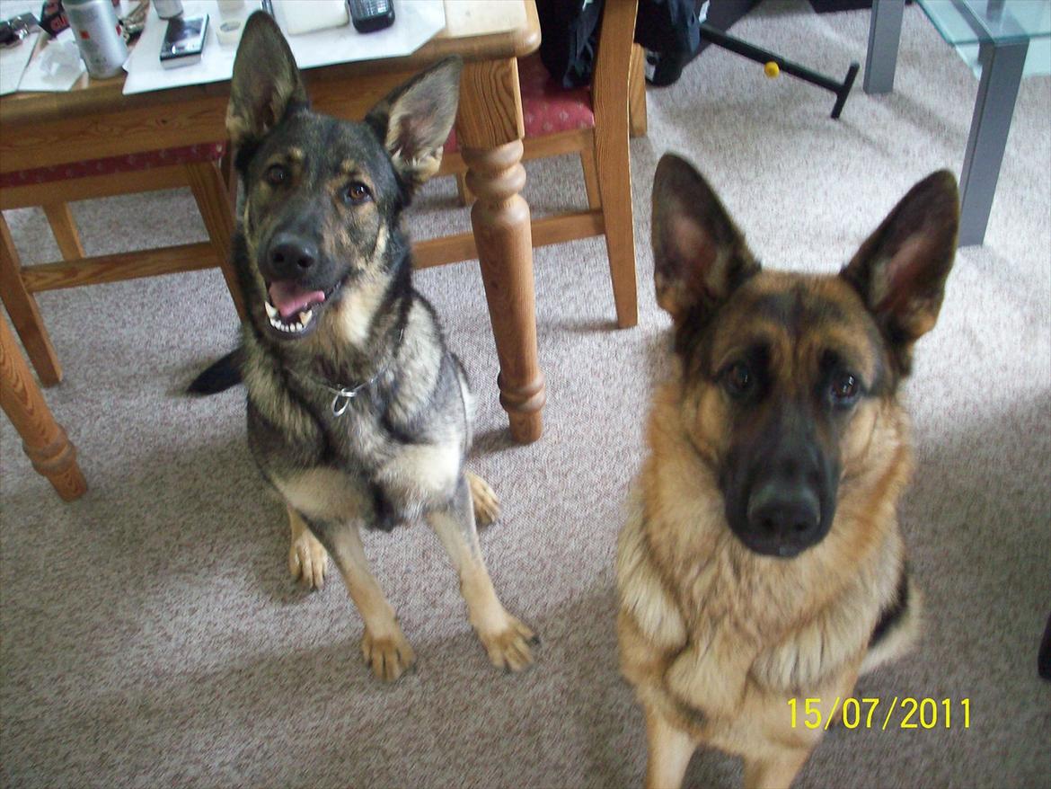 Schæferhund Celine billede 6