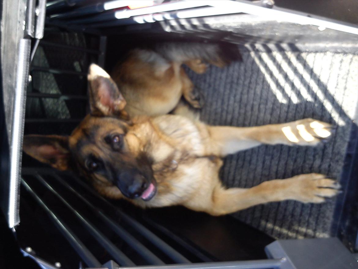 Schæferhund Celine billede 7