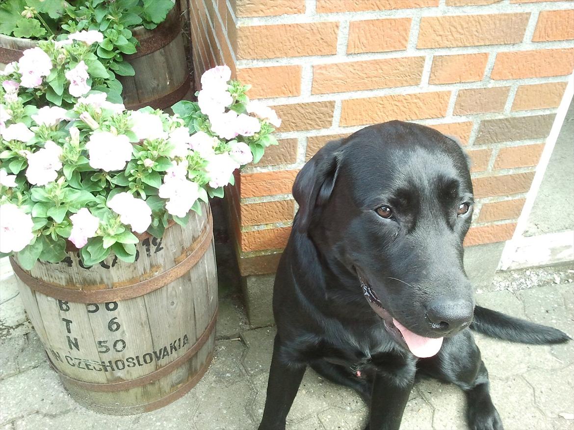Labrador retriever Sofus Krølben - Min yndlingsplads ved garagen billede 1