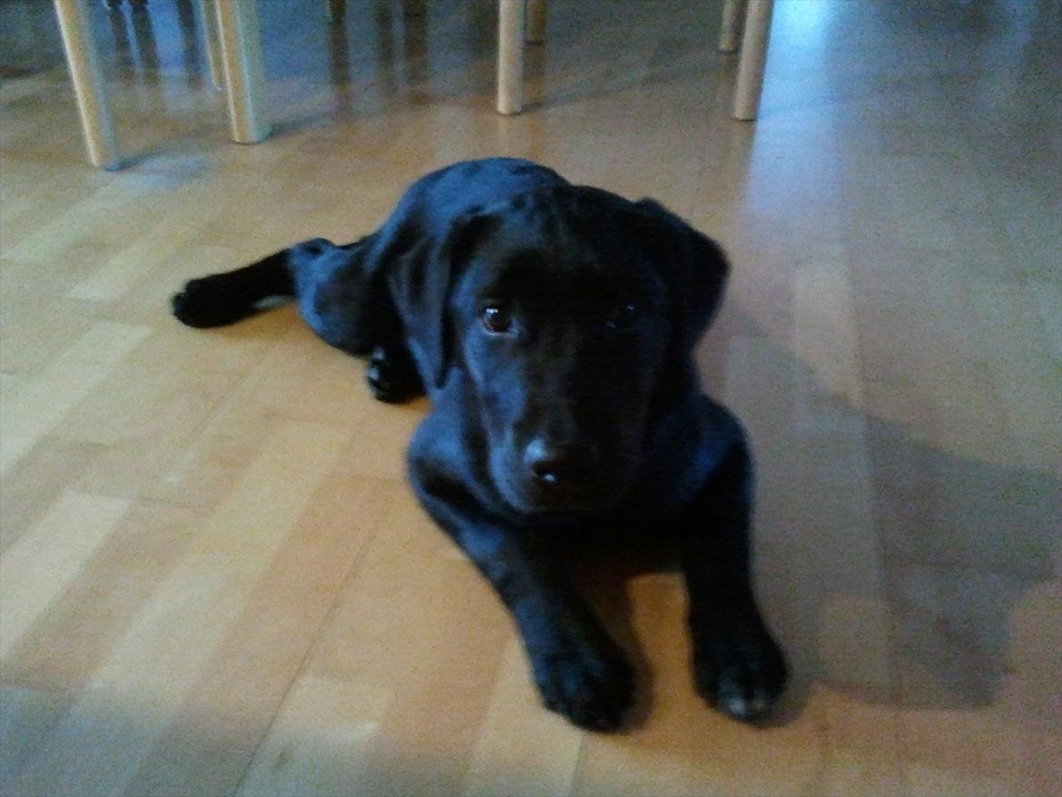 Labrador retriever Sofus Krølben - Mit nye hjem, den 1. dag billede 2