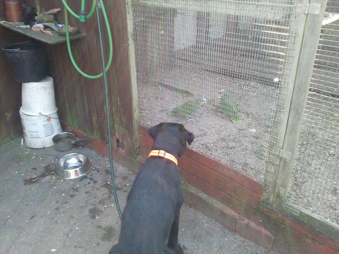 Labrador retriever Sofus Krølben - Snakker med farfars papegøjer billede 3