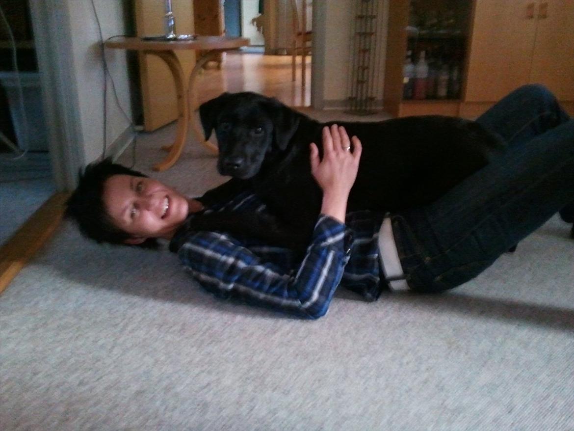 Labrador retriever Sofus Krølben - Mig og min nye mor billede 4