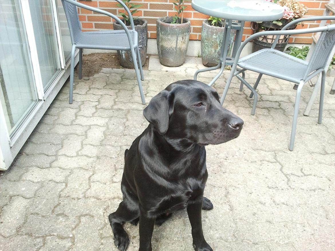 Labrador retriever Sofus Krølben - Bliv nu færdig, og find så det mad billede 5
