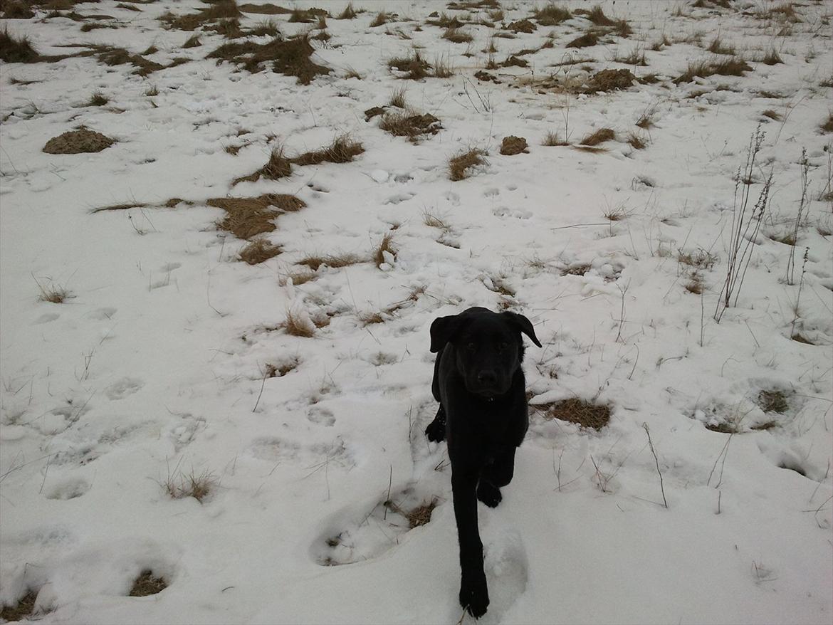 Labrador retriever Sofus Krølben - Mig i sneen billede 6
