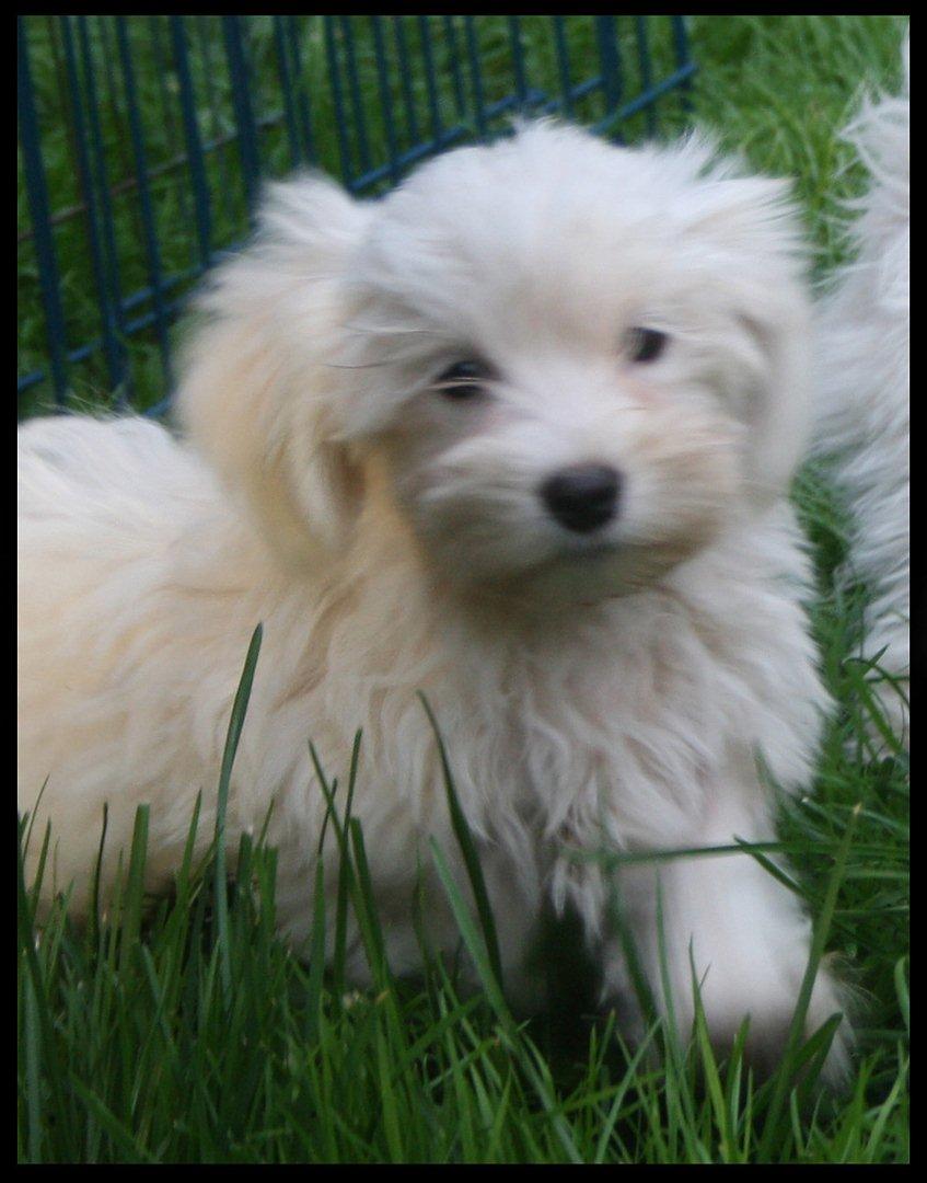 Malteser Gipsy - 8 uger billede 2