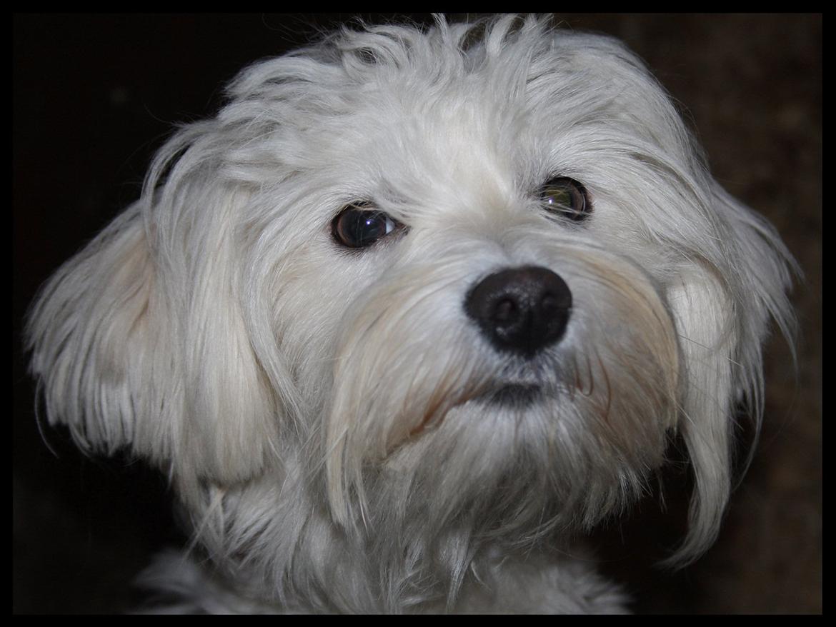 Malteser Gipsy billede 4