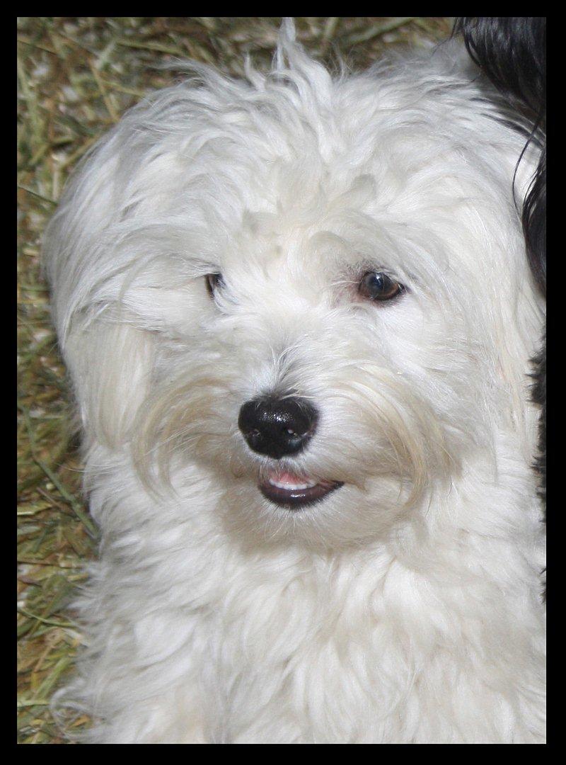 Malteser Gipsy billede 5