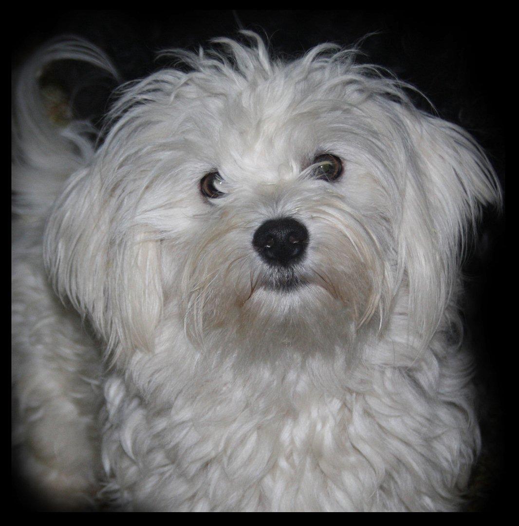 Malteser Gipsy billede 6