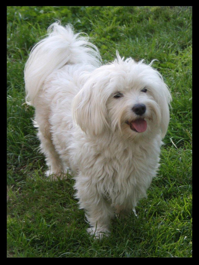 Malteser Gipsy billede 7