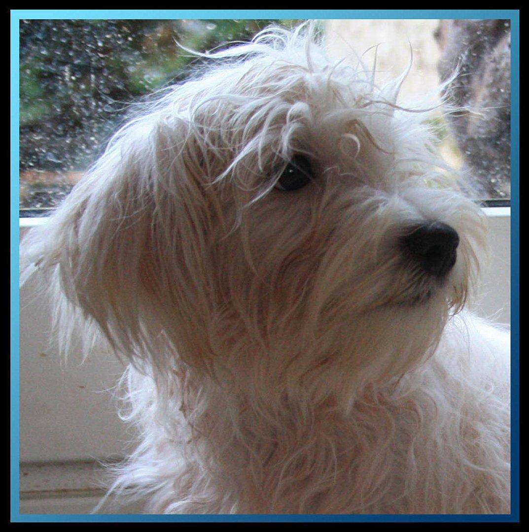 Malteser Gipsy - Har lige været ude i regnvejret. Bvadr. billede 8