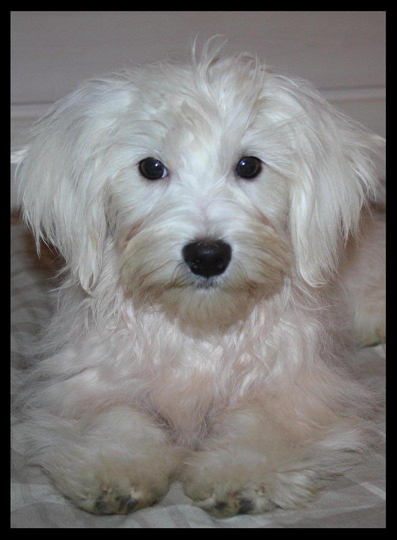 Malteser Gipsy billede 9