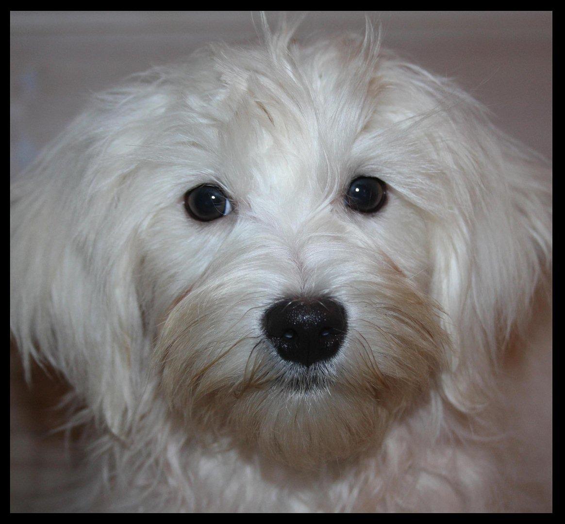 Malteser Gipsy - Hej mit navn er Gipsy billede 1