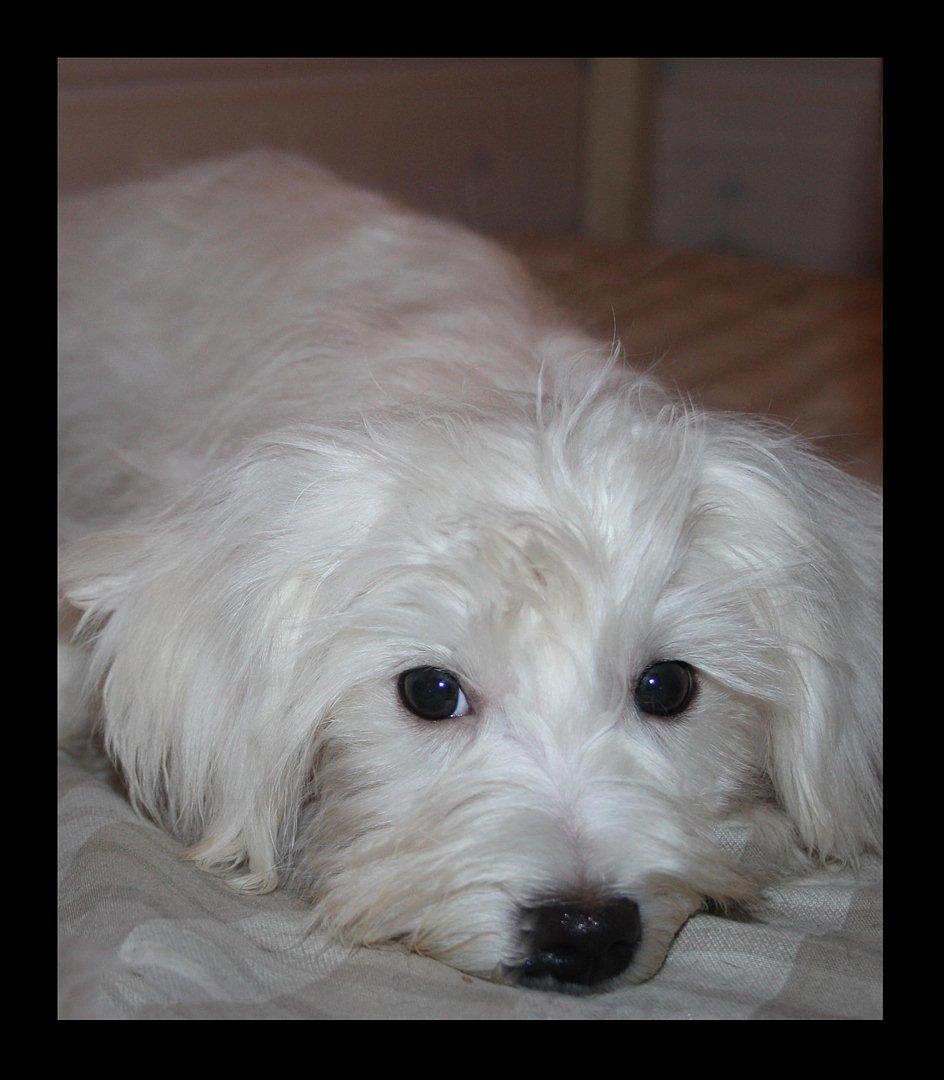 Malteser Gipsy billede 10