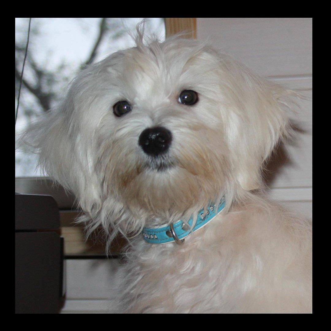 Malteser Gipsy billede 11