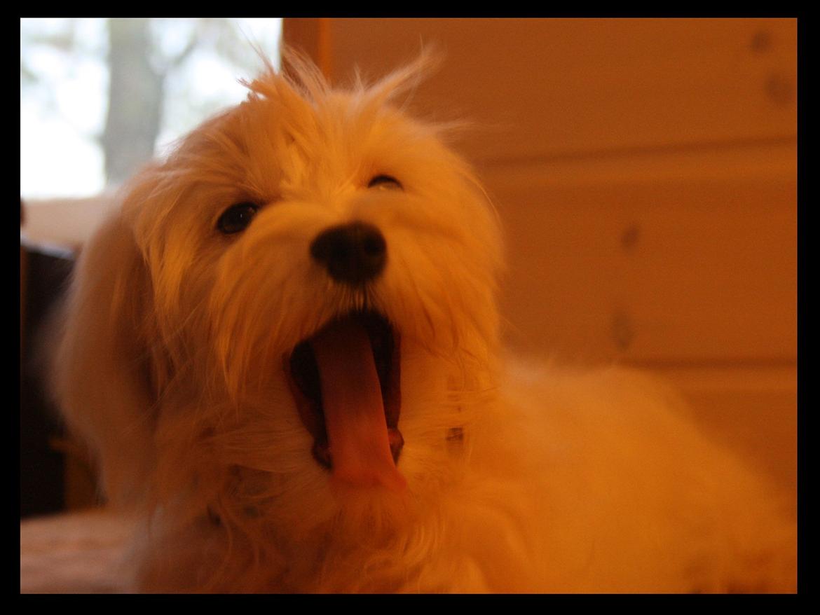 Malteser Gipsy billede 12