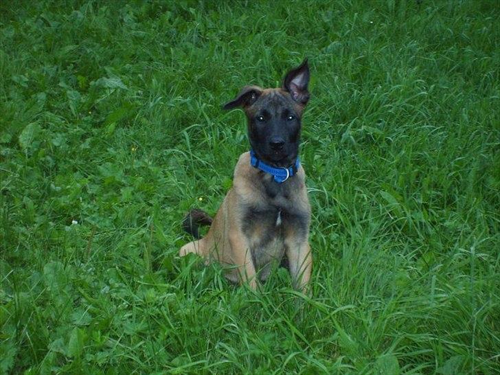 Malinois Malthe (Søholm's Funny Boy) billede 10
