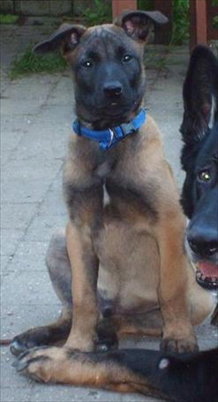 Malinois Malthe (Søholm's Funny Boy) billede 9