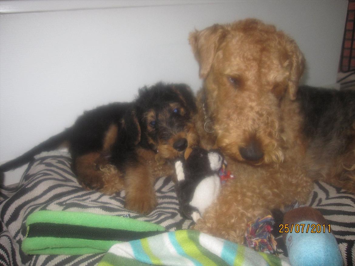 Airedale terrier Tessdale`s Magnificent prince (Ozzi) - Ozzi og Argo. billede 2
