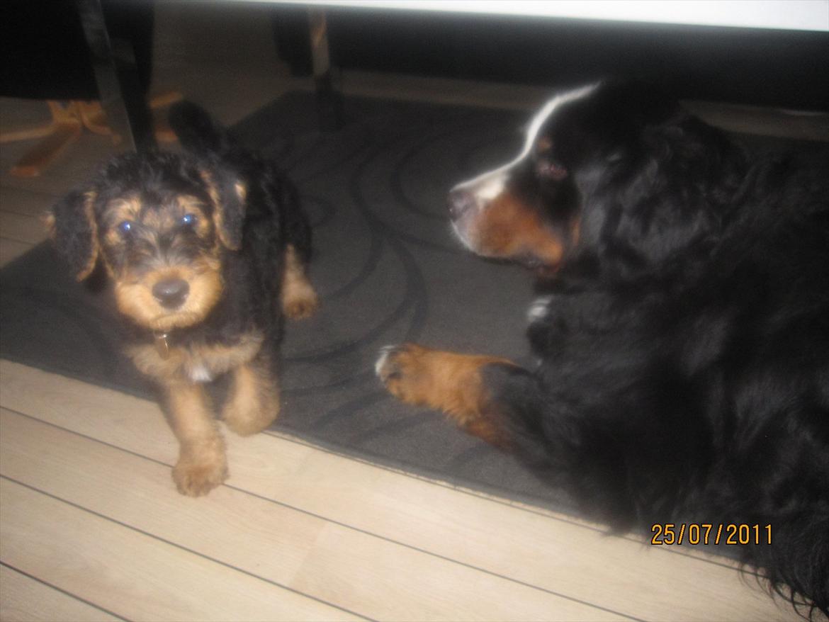 Airedale terrier Tessdale`s Magnificent prince (Ozzi) - Ozzi og Buster. billede 3