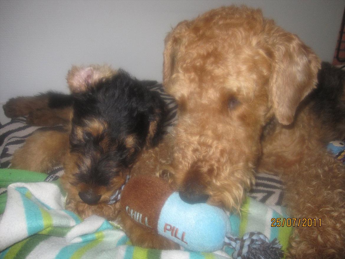 Airedale terrier Tessdale`s Magnificent prince (Ozzi) - Som brødre vi dele <3 billede 4