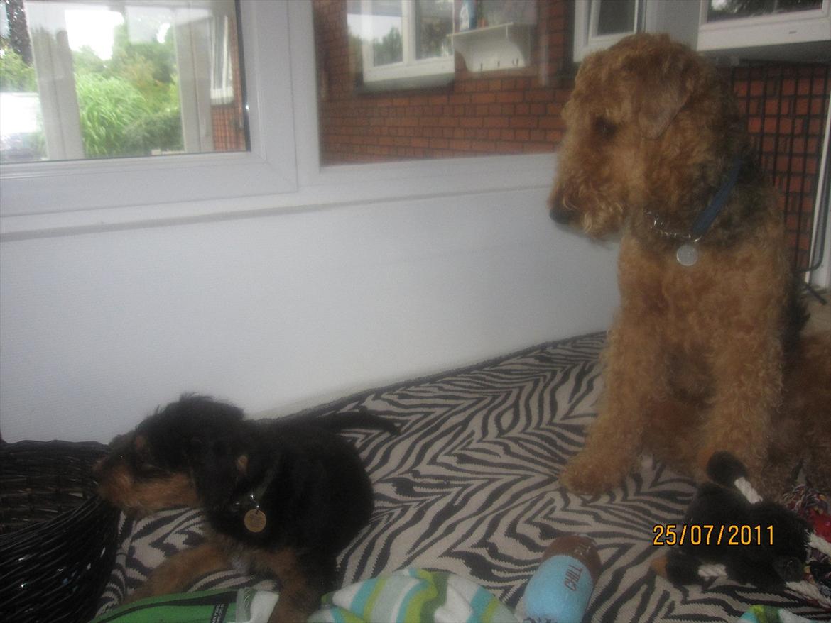 Airedale terrier Tessdale`s Magnificent prince (Ozzi) - Argo kigger forarget på,at Ozzi tygger i kurven. billede 5