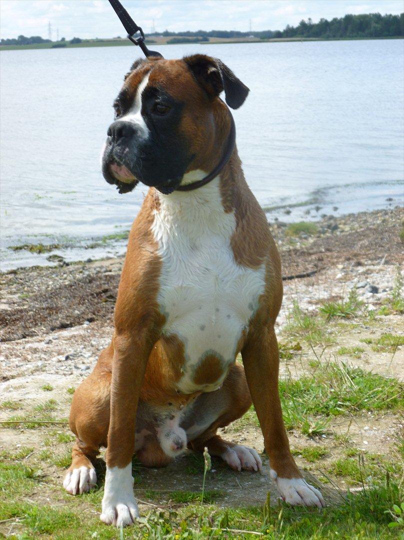 Boxer Thilo - 26/7-2011 billede 1