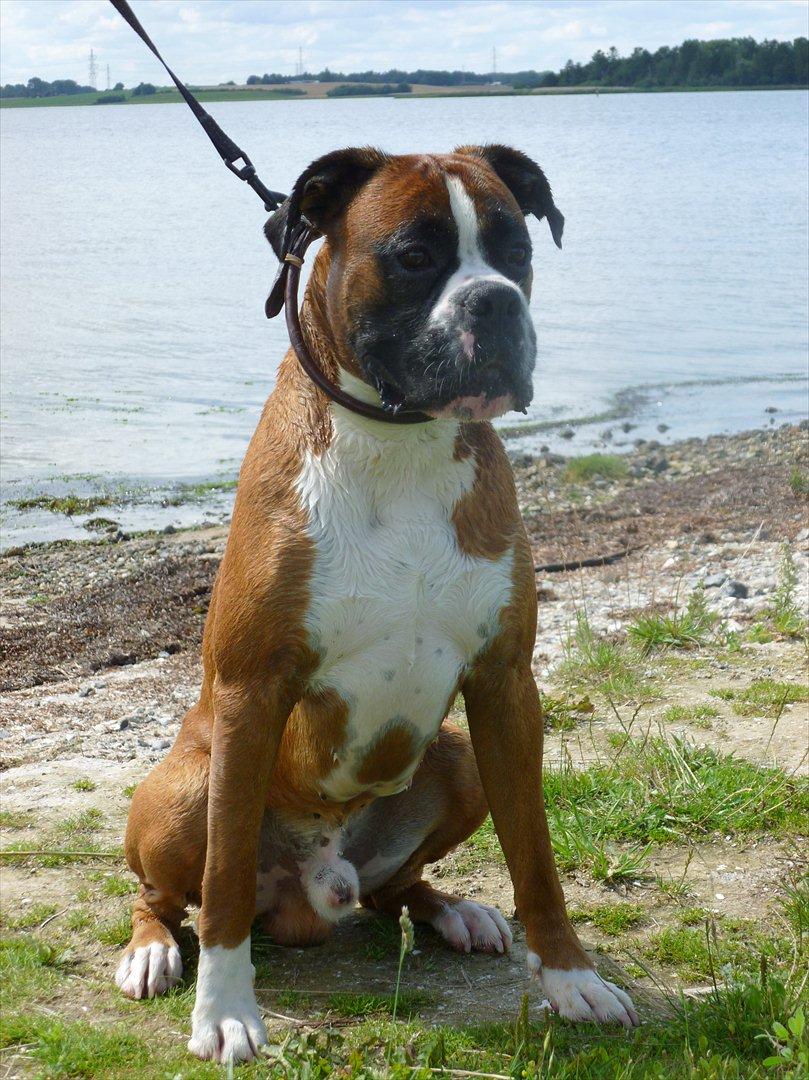 Boxer Thilo - 26/7-2011 billede 2