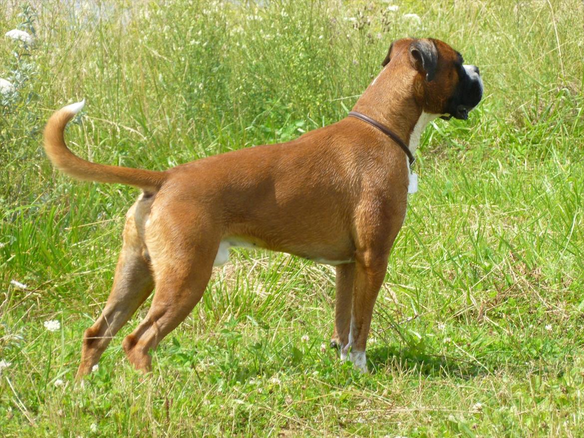 Boxer Thilo - 26/7-2011 billede 4