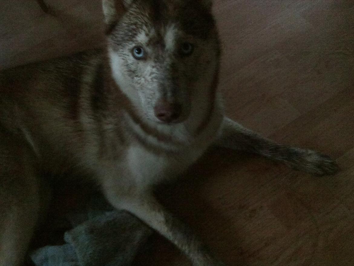 Siberian husky Micha - Micha når hun har været ude i regnvejr . billede 18
