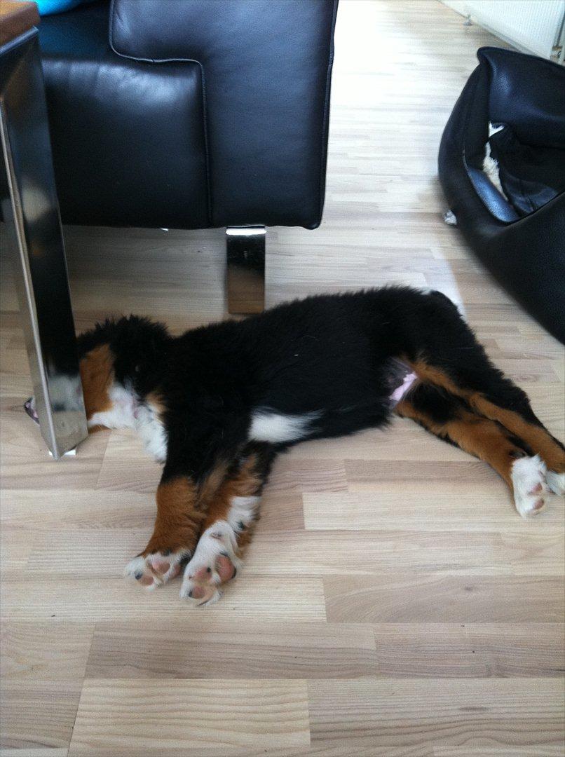 Berner sennenhund Milla billede 7