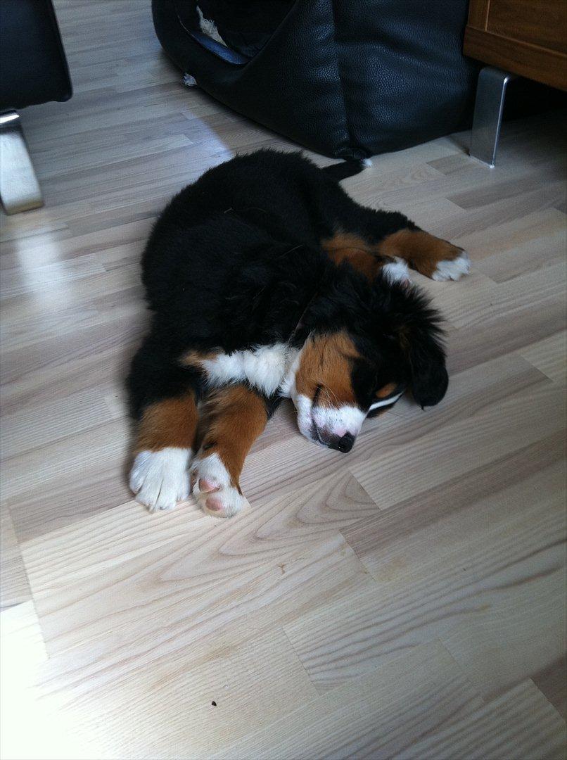 Berner sennenhund Milla billede 8