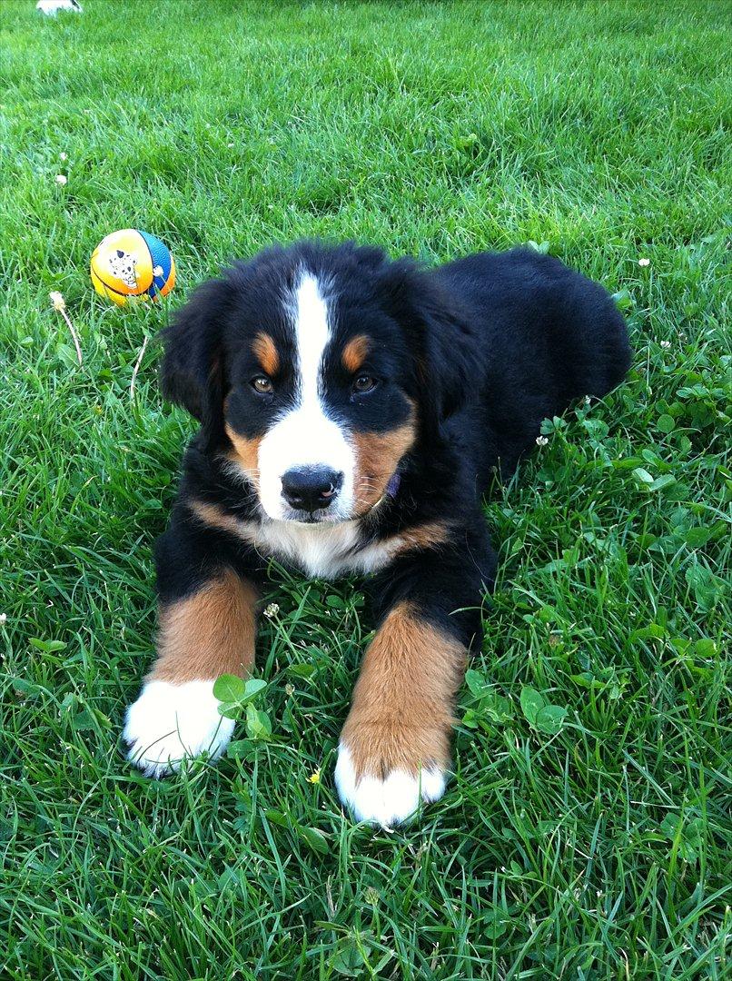 Berner sennenhund Milla billede 9