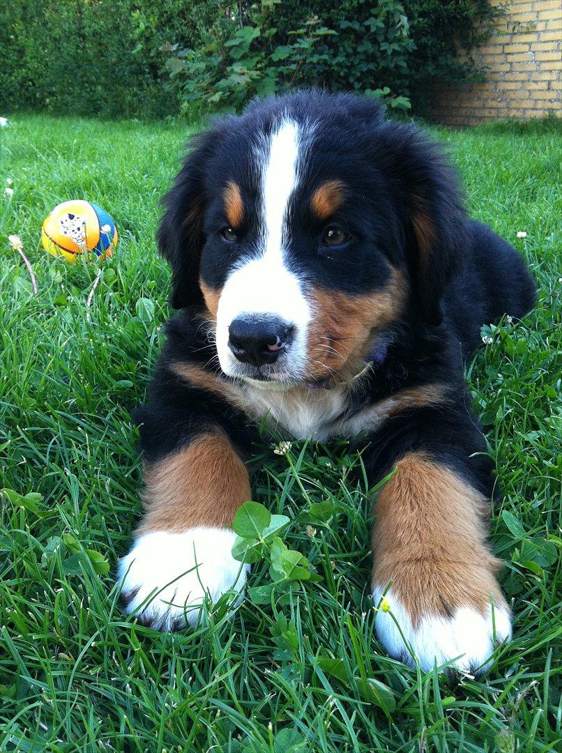 Berner sennenhund Milla billede 10