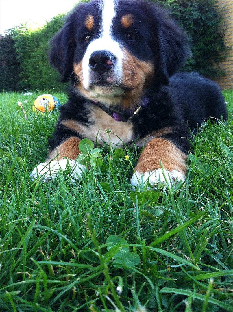 Berner sennenhund Milla billede 11