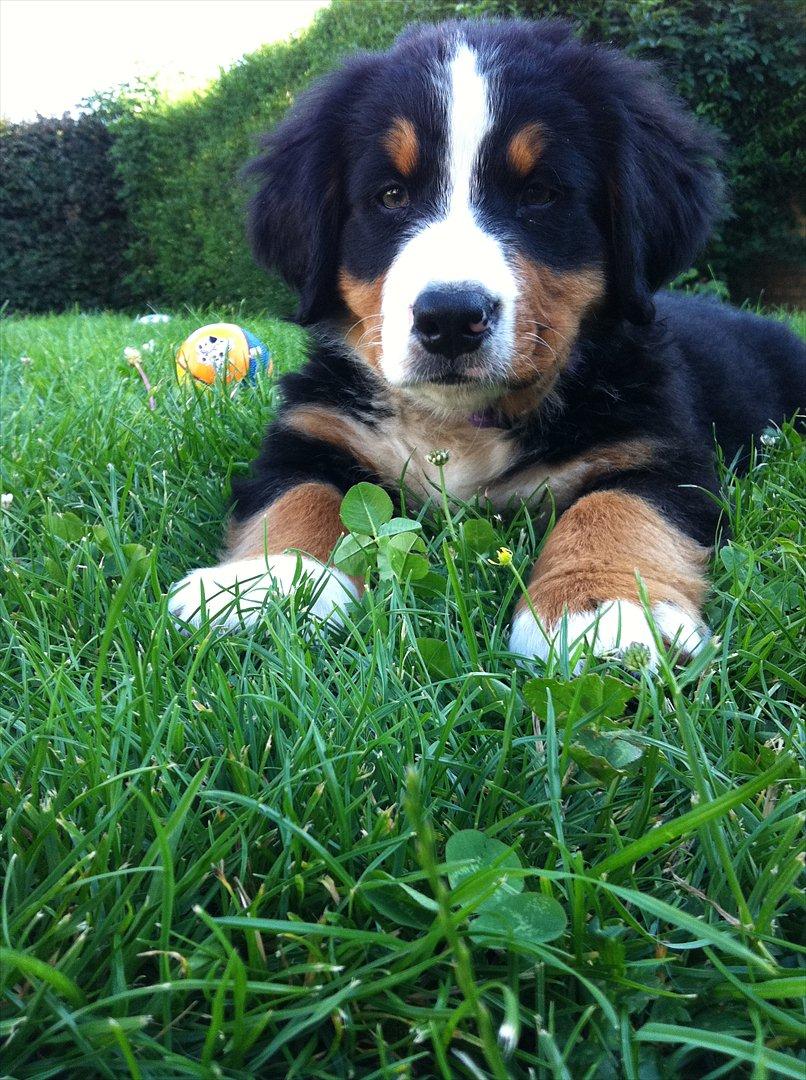 Berner sennenhund Milla billede 12