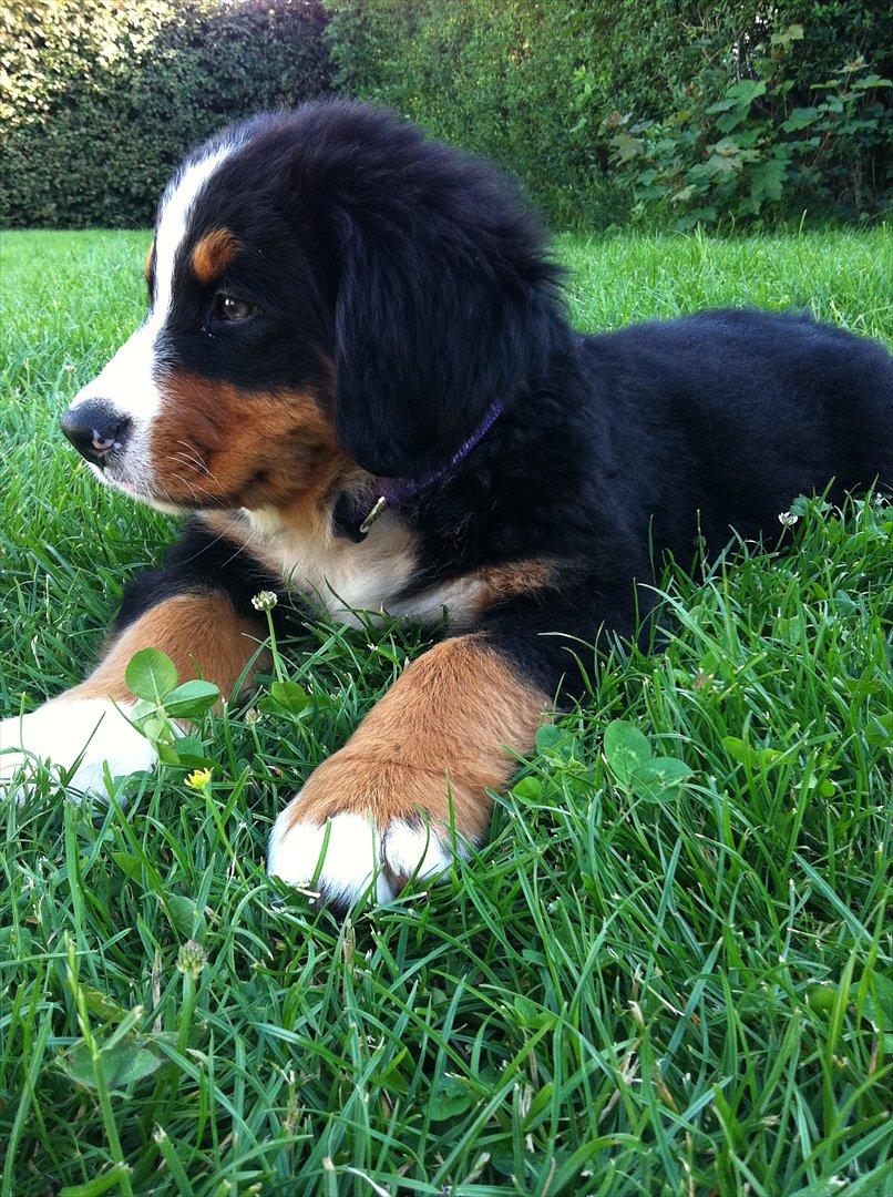 Berner sennenhund Milla billede 13