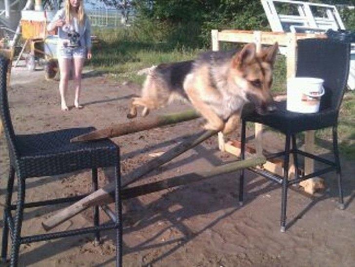 Schæferhund Bella  billede 1