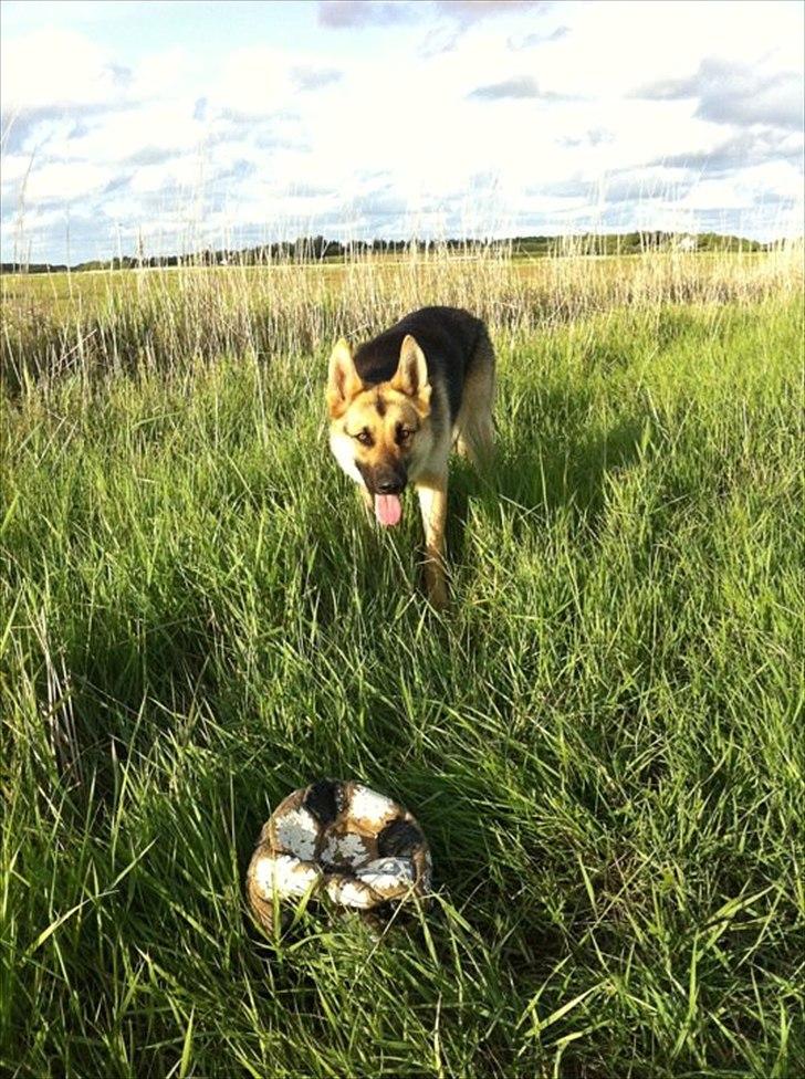 Schæferhund Bella  - Bella og min bedste ven "Bolden" billede 2